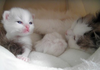 Ginger et son chaton - femelle - 2 semaines - Chatterie Ragdolls du Val de Beauvoir