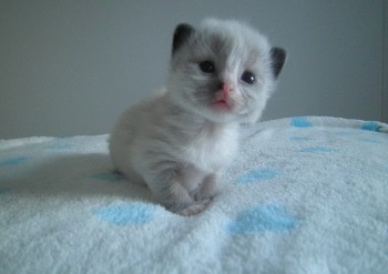 mâle seal point-mitted - 2 semaines - Chatterie Ragdolls du Val de Beauvoir