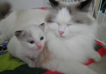 Ginger et son chaton - 3 semaines - Chatterie Ragdolls du Val de Beauvoir