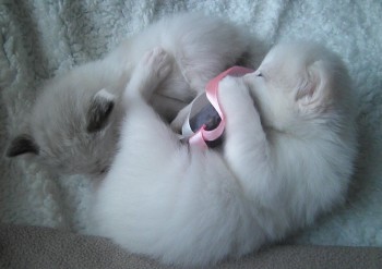 les chatons à 3 semaines - Chatterie Ragdolls du Val de Beauvoir