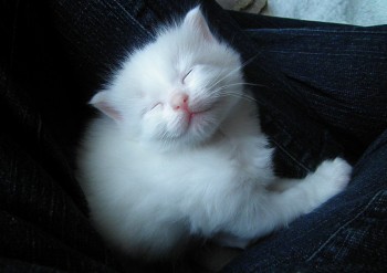 chaton dort - 3 semaines - Chatterie Ragdolls du Val de Beauvoir