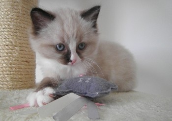 mâle seal mitted 