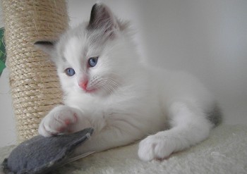 mâle seal bicolour - 6 semaines - Chatterie Ragdolls du Val de Beauvoir