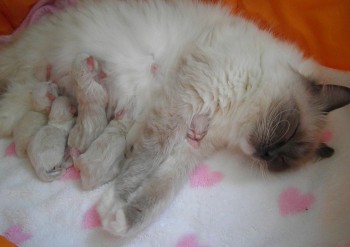 naissances 5 chatons - portée Flore - 07.04.2015 - Chatterie Ragdolls du Val de Beauvoir