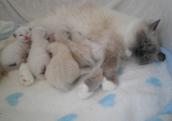 les chatons à 11 jours - Flore - Chatterie Ragdolls du Val de Beauvoir