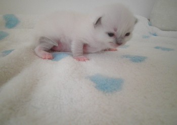 mâle blue point-mitted RESERVE 14 jours - Chatterie Ragdolls du Val de Beauvoir