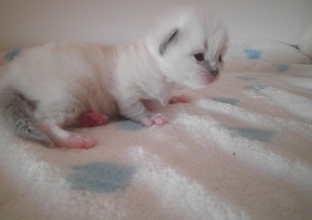 femelle blue point-mitted RESERVEE 14 jours - Chatterie Ragdolls du Val de Beauvoir