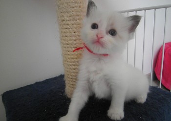 femelle blue bicolour - 4 semaines - Chatterie Ragdolls du Val de Beauvoir