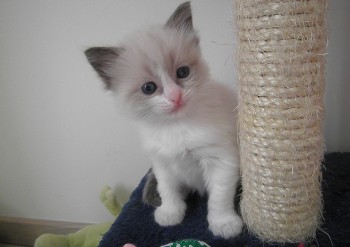 mâle blue bicolour - 4 semaines - Chatterie Ragdolls du Val de Beauvoir