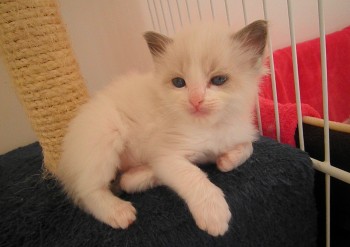 femelle blue bicolour - 4 semaines - Chatterie Ragdolls du Val de Beauvoir