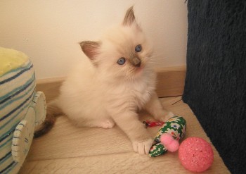 femelle blue mitted - 4 semaines - Chatterie Ragdolls du Val de Beauvoir