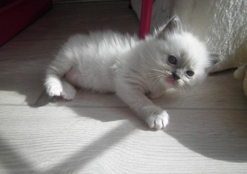 mâle blue mitted - 4 semaines - Chatterie Ragdolls du Val de Beauvoir