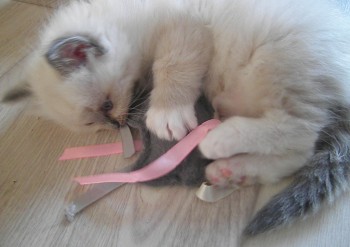 femelle blue mitted - 5 semaines - Chatterie Ragdolls du Val de Beauvoir