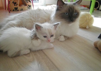 Flore et son chaton  - Chatterie Ragdolls du Val de Beauvoir