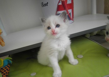 femelle blue bicolour - 5 semaines - Chatterie Ragdolls du Val de Beauvoir