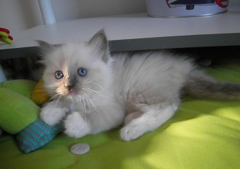 femelle blue point-mitted - 5 semaines - Chatterie Ragdolls du Val de Beauvoir