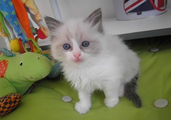 mâle blue bicolour - 5 semaines - Chatterie Ragdolls du Val de Beauvoir