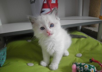 femelle blue bicolour - 5 semaines - Chatterie Ragdolls du Val de Beauvoir