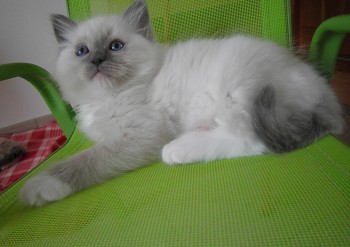 mâle blue point-mitted - 7 semaines - Chatterie Ragdolls du Val de Beauvoir