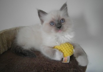 femelle blue point-mitted - 7 semaines - Chatterie Ragdolls du Val de Beauvoir