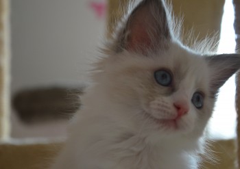 femelle blue bicolour - Chatterie Ragdolls du Val de Beauvoir