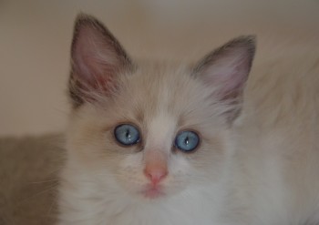 mâle blue bicolour - Chatterie Ragdolls du Val de Beauvoir