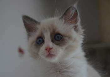 mâle blue bicolour - Chatterie Ragdolls du Val de Beauvoir