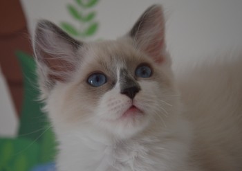 femelle blue bicolour - Chatterie Ragdolls du Val de Beauvoir