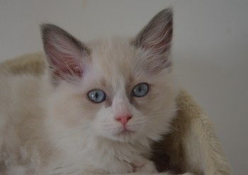 femelle blue bicolour - Chatterie Ragdolls du Val de Beauvoir