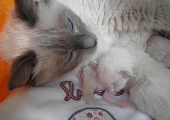 Idylle et son chaton - avril 2015 - Chatterie Ragdolls du Val de Beauvoir