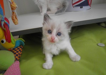 chaton mâle blue bicolour - 4 semaines - Chatterie Ragdolls du Val de Beauvoir