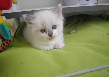 chaton femelle blue bicolour - 4 semaines - Chatterie Ragdolls du Val de Beauvoir