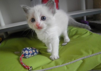 mâle blue bicolour - 4 semaines - Chatterie Ragdolls du Val de Beauvoir