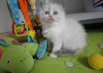 femelle blue bicolour - 4 semaines - Chatterie Ragdolls du Val de Beauvoir