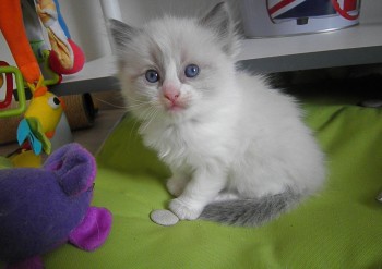 chaton mâle blue bicolour - 4 semaines - Chatterie Ragdolls du Val de Beauvoir