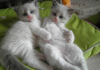 les 2 frères : chatons blue bicolour - Chatterie Ragdolls du Val de Beauvoir