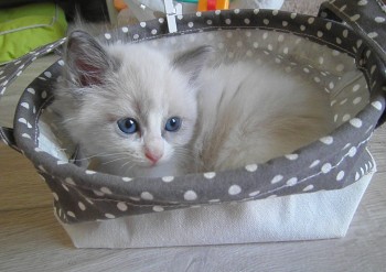 mâle blue bicolour - 6 semaines - Chatterie Ragdolls du Val de Beauvoir