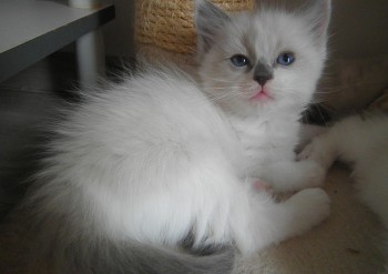 femelle blue bicolour - 6 semaines - Chatterie Ragdolls du Val de Beauvoir