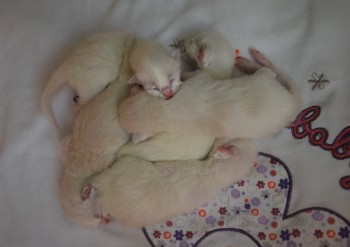 les chatons à 2 jours - Chatterie Ragdolls du Val de Beauvoir