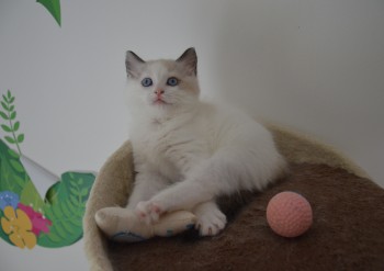 femelle seal bicolour RESERVEE - Chatterie Ragdolls du Val de Beauvoir