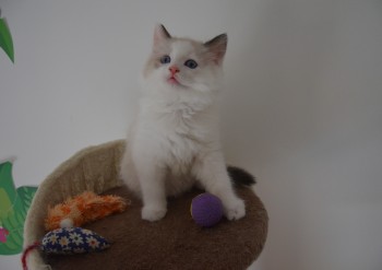 mâle seal bicolour  - Chatterie Ragdolls du Val de Beauvoir