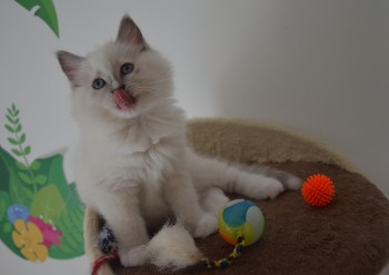 femelle blue point-mitted - 7 semaines - Chatterie Ragdolls du Val de Beauvoir