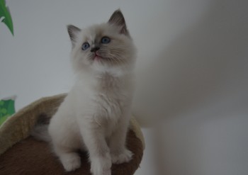 mâle blue point-mitted - 7 semaines - Chatterie Ragdolls du Val de Beauvoir