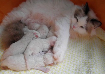 portée de Ginger 03.06.2015 - Chatterie Ragdolls du Val de Beauvoir