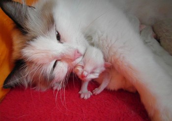 Ginger et son chaton - Chatterie Ragdolls du Val de Beauvoir