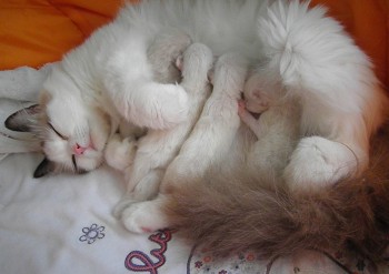 portée de 5 chatons - 03.06.2015 - Chatterie Ragdolls du Val de Beauvoir