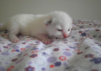 chaton ragdoll - 10 jours - Chatterie Ragdolls du Val de Beauvoir