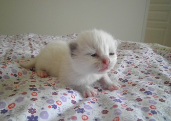 chaton ragdoll - 10 jours - Chatterie Ragdolls du Val de Beauvoir