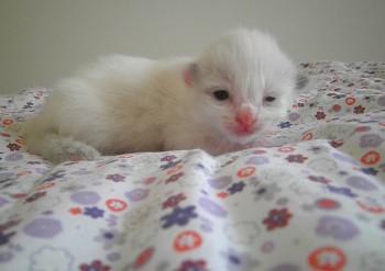 chaton ragdoll - 10 jours - Chatterie Ragdolls du Val de Beauvoir