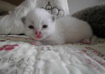 femelle blue point-mitted - 11 jours - Chatterie Ragdolls du Val de Beauvoir